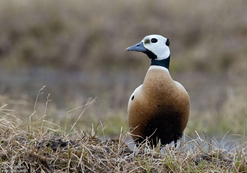 Steller's Eider male adult breeding, close-up portrait