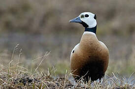 Steller's Eider