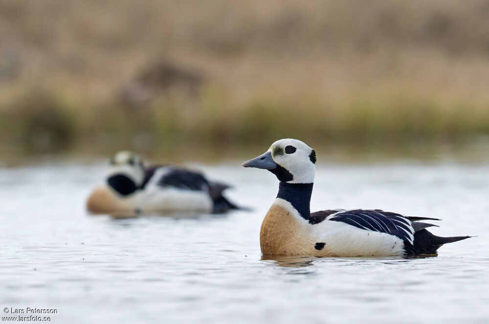 Eider de Steller