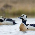 Eider de Steller
