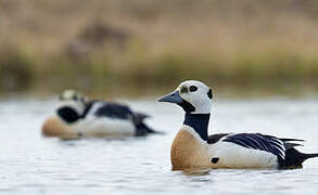 Steller's Eider