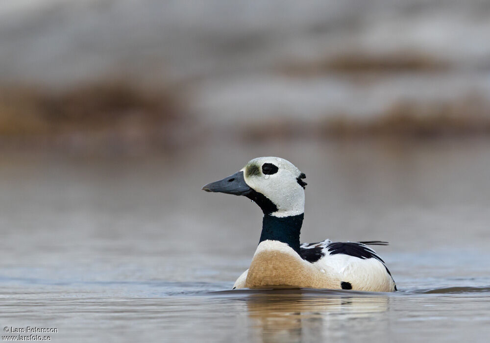 Steller's Eider