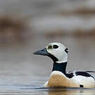 Eider de Steller