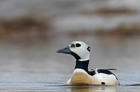 Steller's Eider