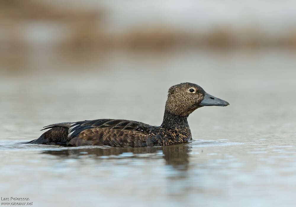 Steller's Eider female adult breeding, identification
