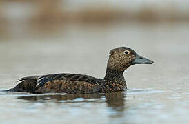 Steller's Eider