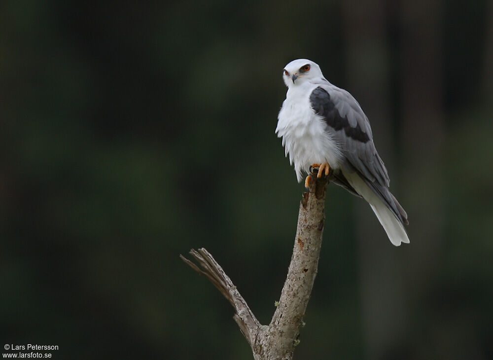 White-tailed Kite