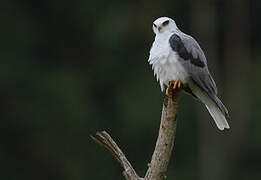 White-tailed Kite