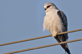 Black-winged Kite