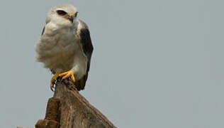 Black-winged Kite