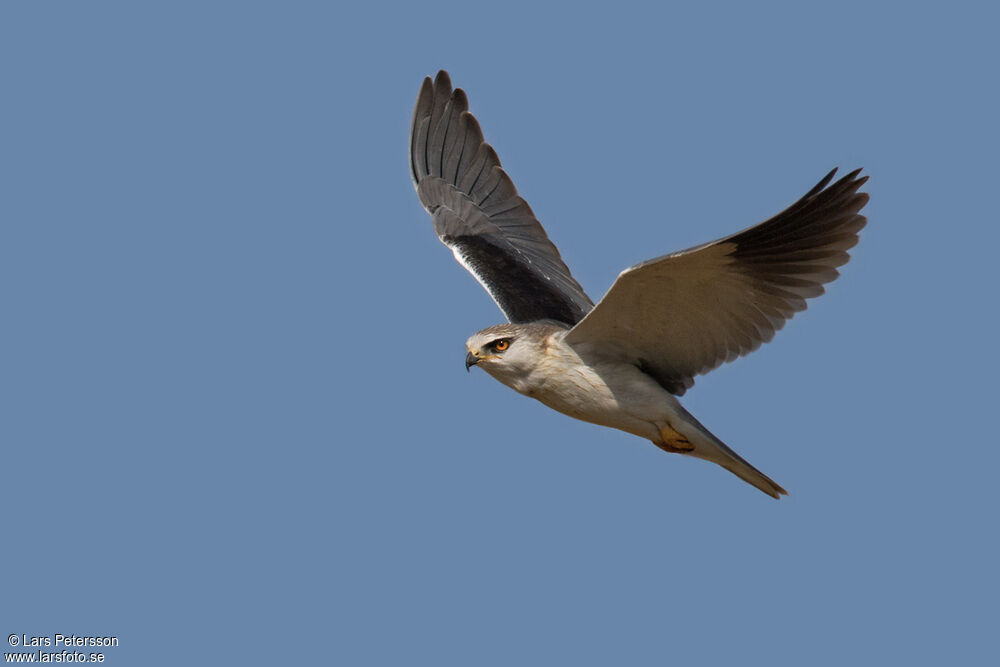 Black-winged Kite