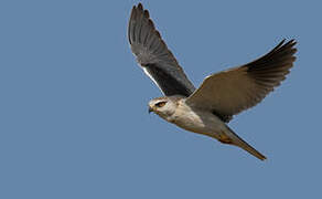 Black-winged Kite