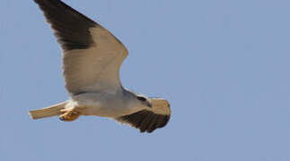 Black-winged Kite