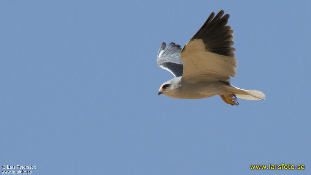 Black-winged Kite