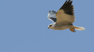 Black-winged Kite