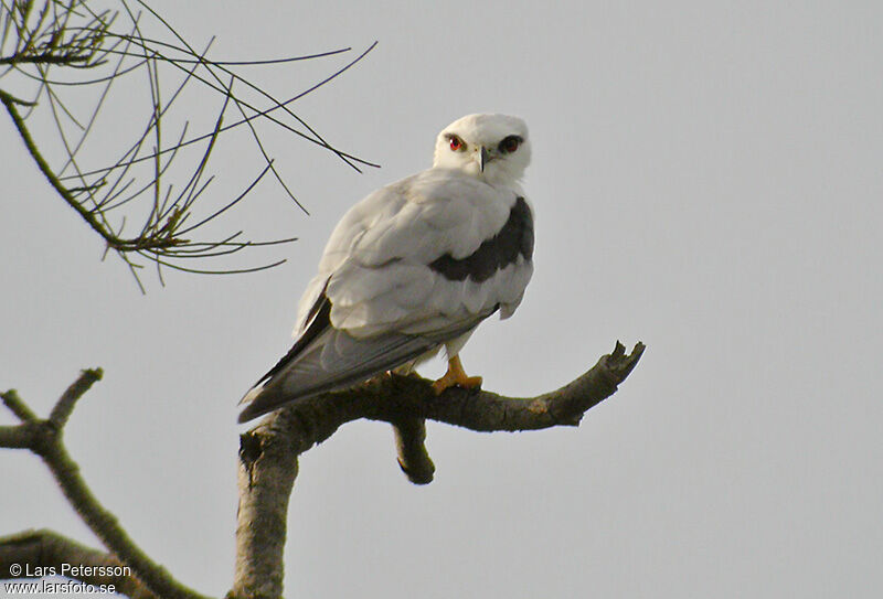 Black-shouldered Kite