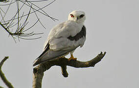 Black-shouldered Kite