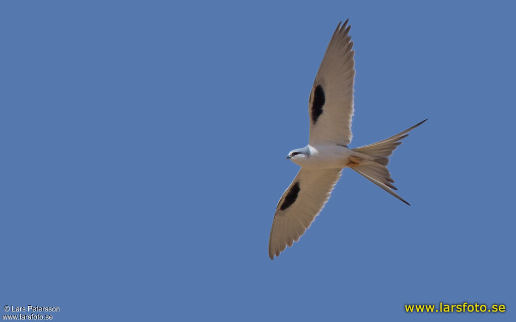 Scissor-tailed Kite