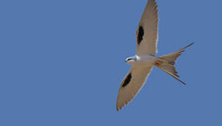 Scissor-tailed Kite