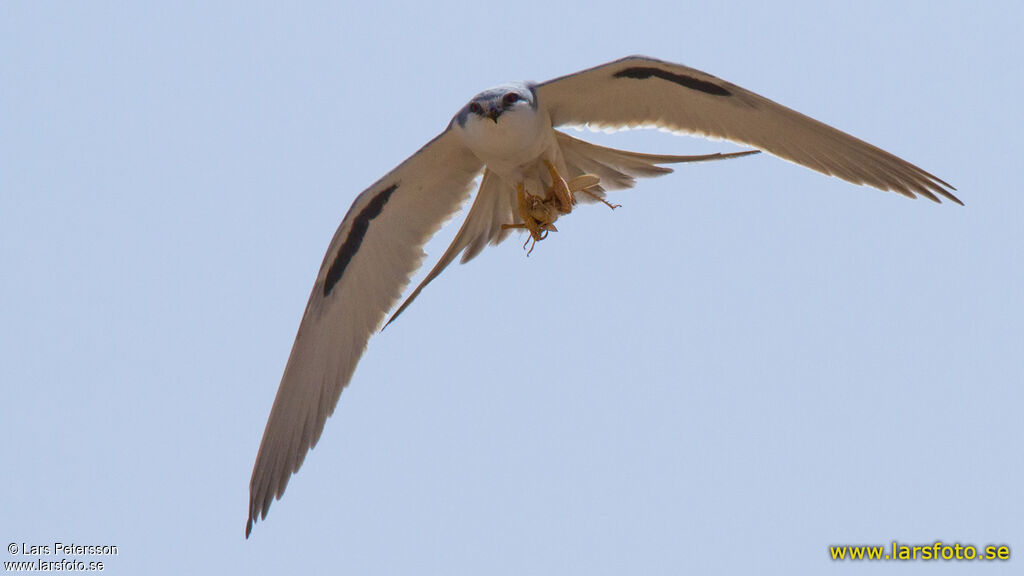 Scissor-tailed Kite