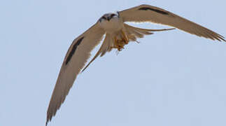 Scissor-tailed Kite