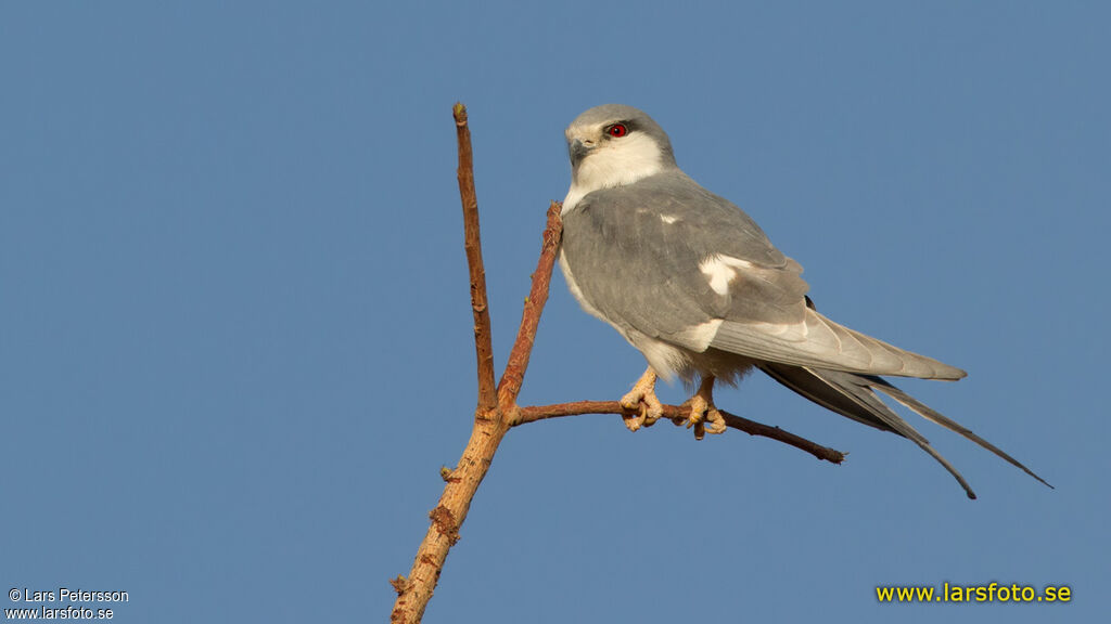 Scissor-tailed Kite