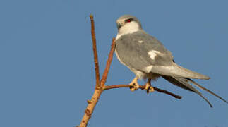 Scissor-tailed Kite