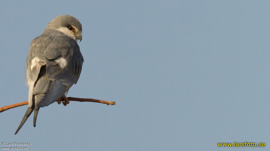 Scissor-tailed Kite