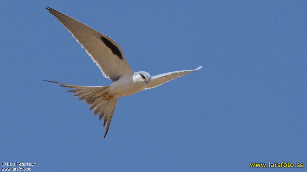 Scissor-tailed Kite