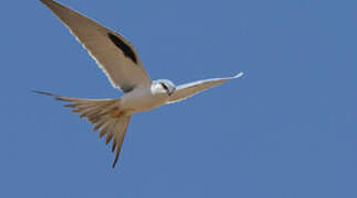 Scissor-tailed Kite