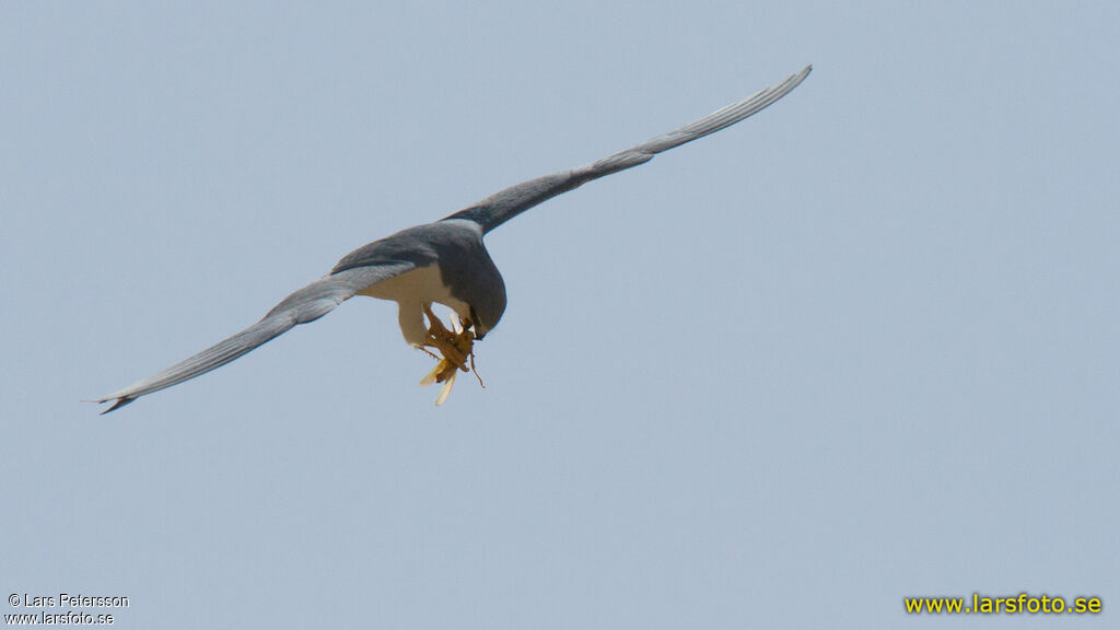 Scissor-tailed Kite