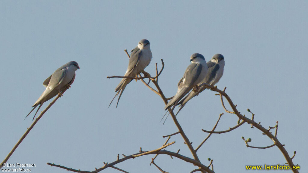 Scissor-tailed Kite