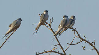 Scissor-tailed Kite