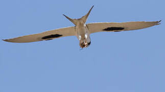 Scissor-tailed Kite