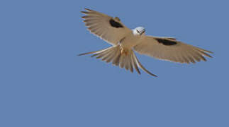 Scissor-tailed Kite