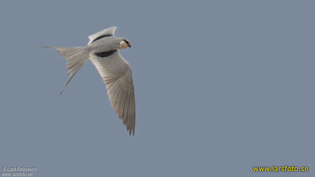 Scissor-tailed Kite