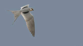 Scissor-tailed Kite