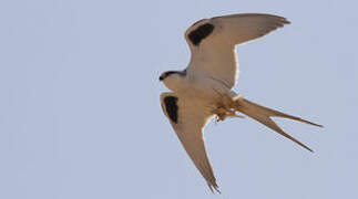 Scissor-tailed Kite