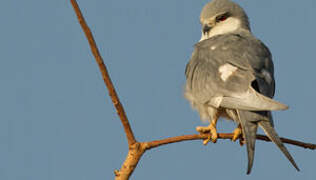 Scissor-tailed Kite