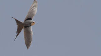 Scissor-tailed Kite