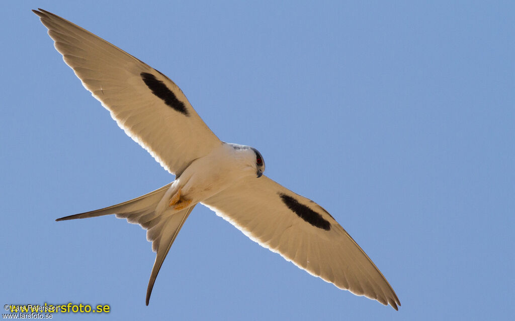 Scissor-tailed Kite