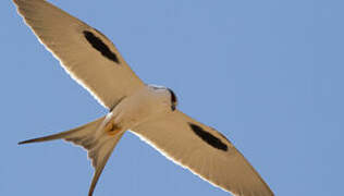 Scissor-tailed Kite