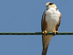 Pearl Kite