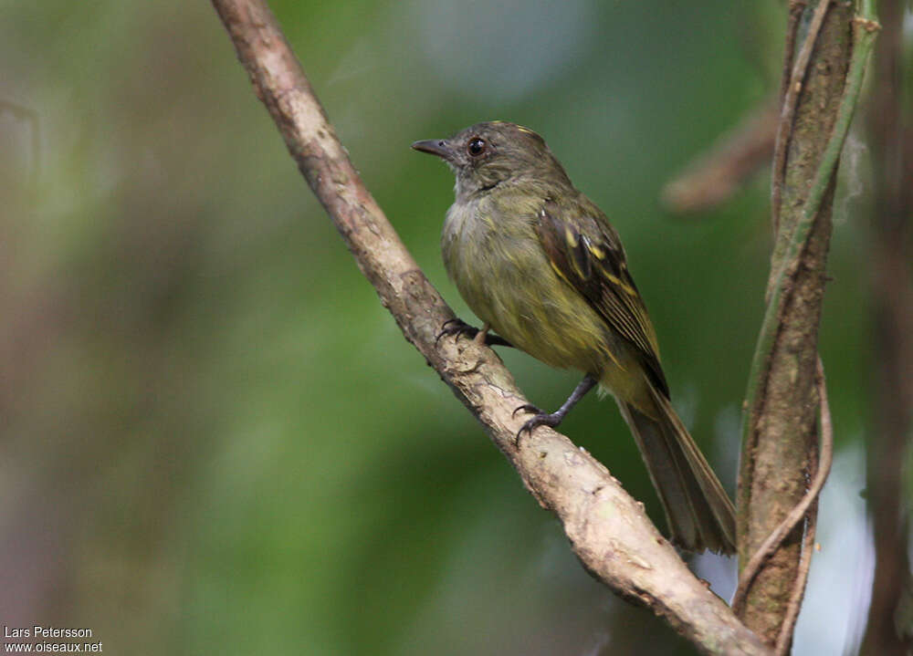 Élénie à couronne d'oradulte, identification