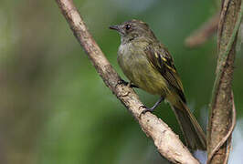 Yellow-crowned Elaenia