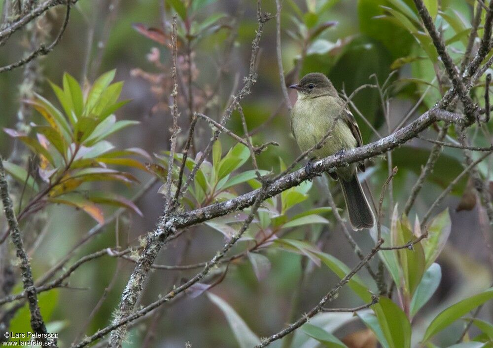 Highland Elaenia