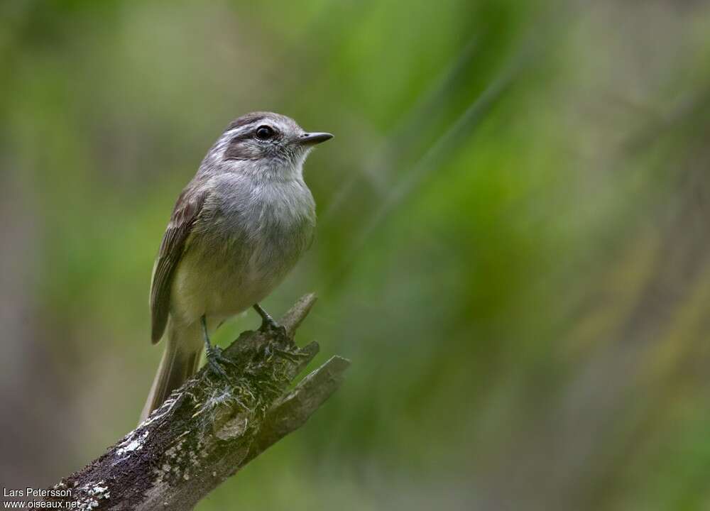 Pacific Elaeniaadult