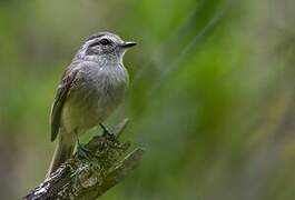 Pacific Elaenia