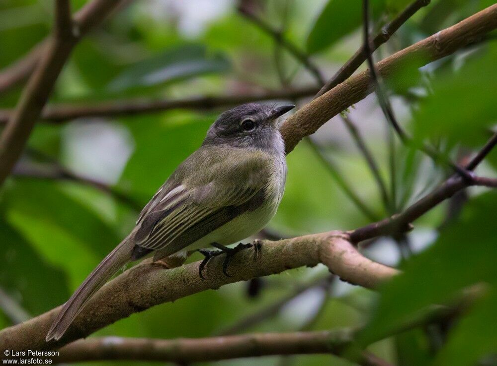 Greenish Elaenia