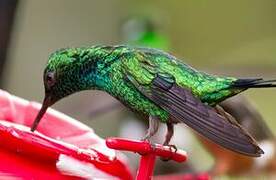 Blue-tailed Emerald